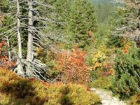 Skąpany w jesiennych kolorach szlak prowadzący do Wyżniej Doliny Chochołowskiej.